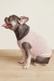【ペットグッズ】コージーシック ハートモチーフ ペットセーター(犬服) ベアフット ドリームズ/BAREFOOT DREAMS