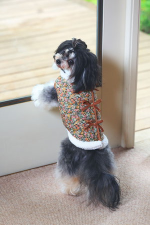 キッドブルー/KID BLUEのLIBERTYキルトドッグウエア(513000/513001)