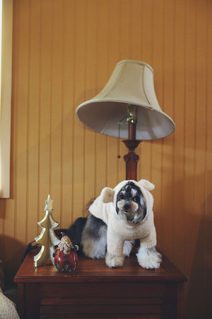 キッドブルー/KID BLUEの25シャギーニットドッグウエア(513000/513001)