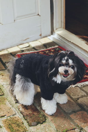 キッドブルー/KID BLUEの25シャギーニットドッグウエア(513000/513001)