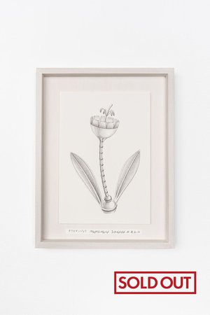 【則松 夏凜】オウカギンジョウ