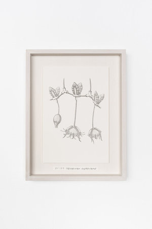 【則松 夏凜】ヨツリボク