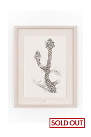 【則松 夏凜】未来草案（リュウショウホウシ）