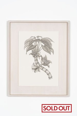 【則松 夏凜】ミアクンバの植物（ダノホウジュ）