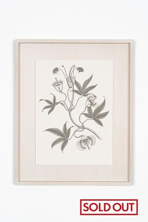 【則松 夏凜】ミアクンバの植物（オオキチコウ）