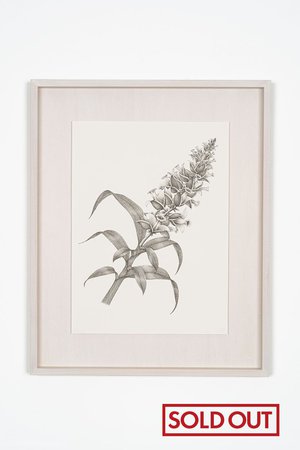 【則松 夏凜】ミアクンバの植物（カゼナシ）