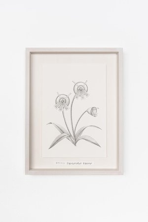 アルトテック/ARTOTHEQUEの【則松 夏凜】ホウイスミレ(650100/650102)