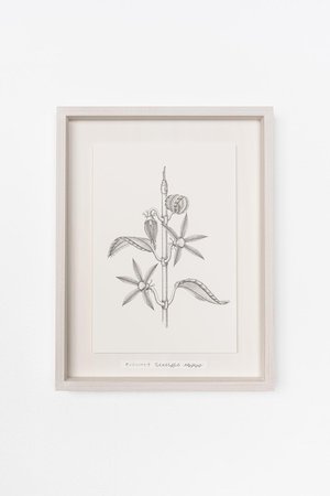 アルトテック/ARTOTHEQUEの【則松 夏凜】センシンバシラ(650100/650102)