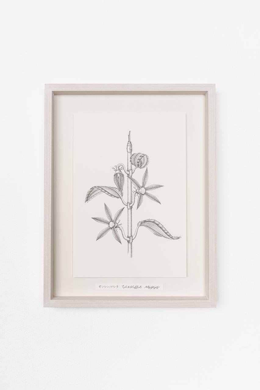 アルトテック/ARTOTHEQUEの【則松 夏凜】センシンバシラ(-/-)