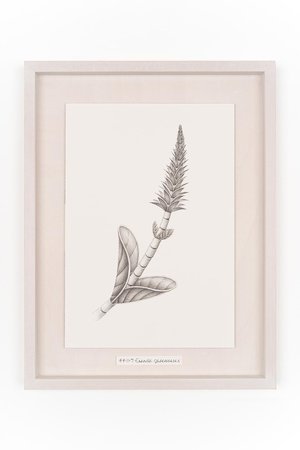 アルトテック/ARTOTHEQUEの【則松 夏凜】チチリトウ(650100/650102)