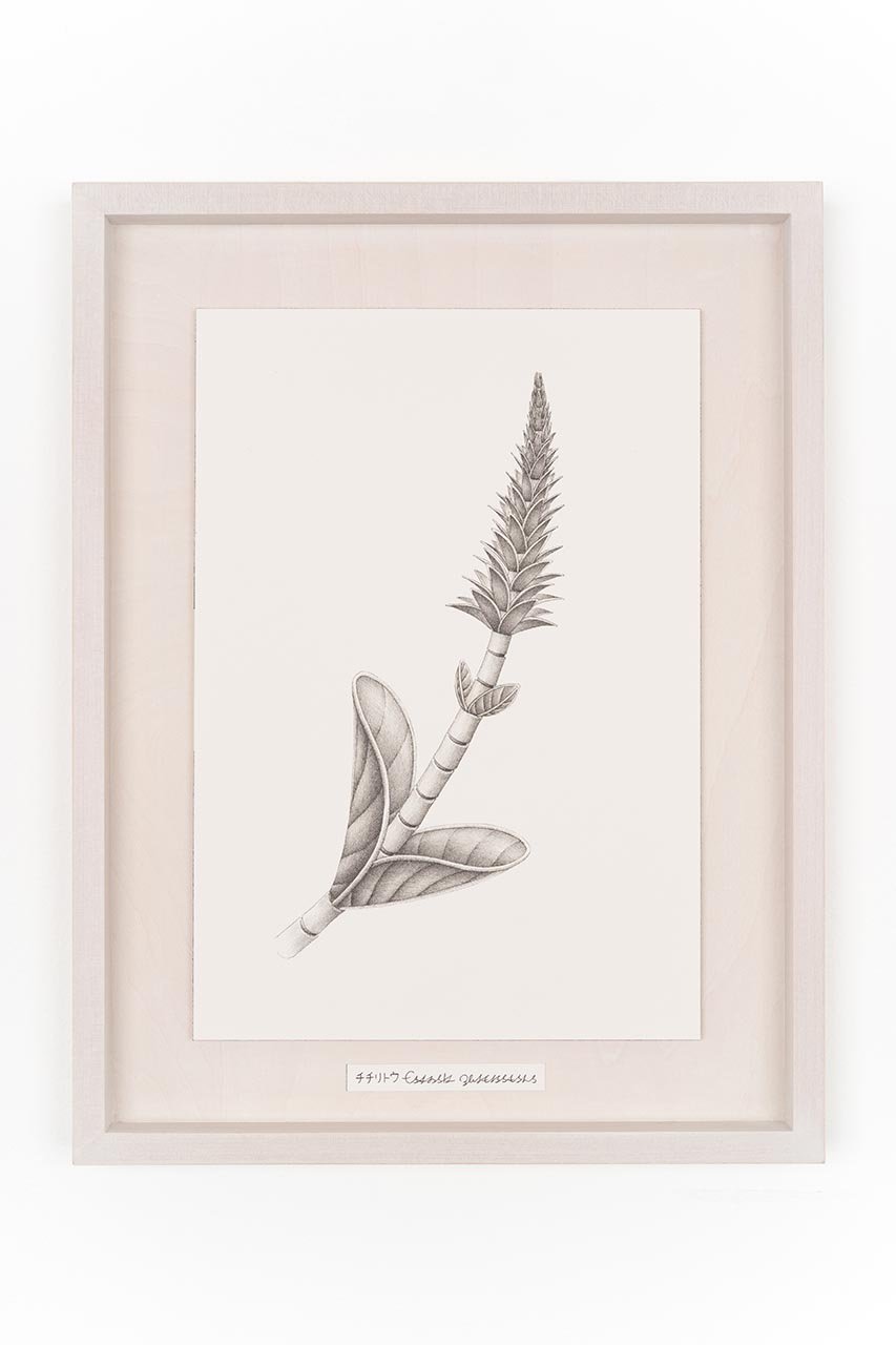 アルトテック/ARTOTHEQUEの【則松 夏凜】チチリトウ(-/-)