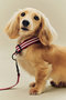 HAY DOGS COLLAR FLAT ヘイ/HAY