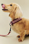 HAY DOGS COLLAR FLAT ヘイ/HAY