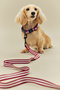 HAY DOGS COLLAR FLAT ヘイ/HAY