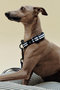 HAY DOGS COLLAR FLAT ヘイ/HAY