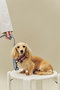 HAY DOGS LEASH FLAT ヘイ/HAY