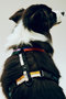 HAY Dogs Harness Medium ヘイ/HAY