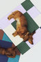 HAY Dogs Travel Blanket ヘイ/HAY