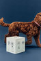 HAY DOGS FOOD STORAGE TIN L ヘイ/HAY