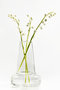 Flora ベース ロングネック H24cm ホルムガード/HOLMEGAARD