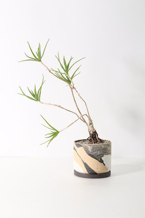 アロエ・テヌイオール根上り仕立て