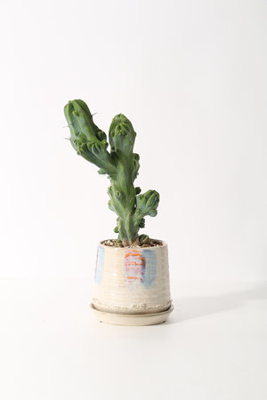 ザ ファーム ユニバーサル/the Farm UNIVERSALの竜神木 石化 Mサイズ(510600/510607)