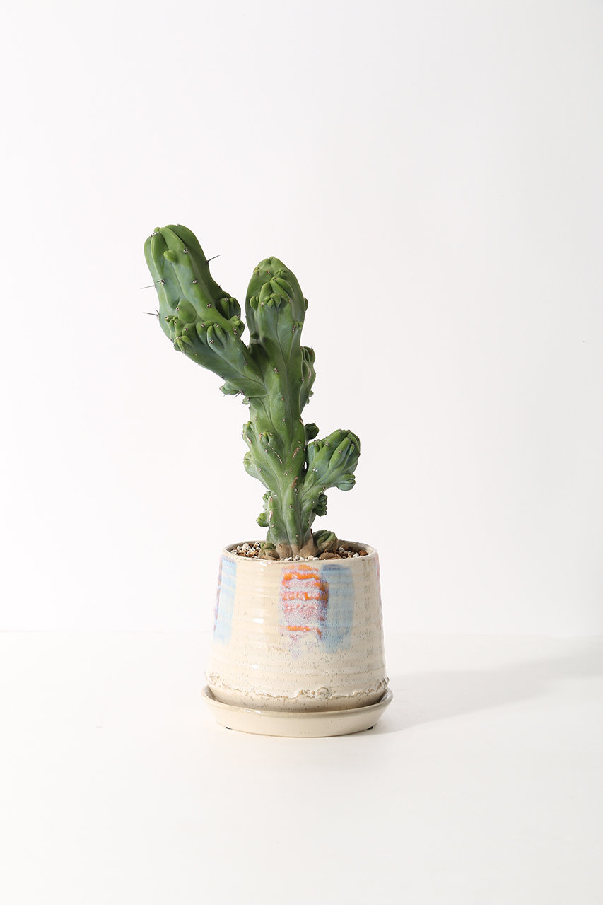 ザ ファーム ユニバーサル/the Farm UNIVERSALの竜神木 石化 Mサイズ(-/-)