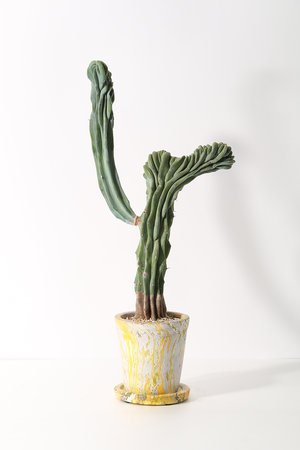 ザ ファーム ユニバーサル/the Farm UNIVERSALの竜神木 石化 Lサイズ(510600/510607)