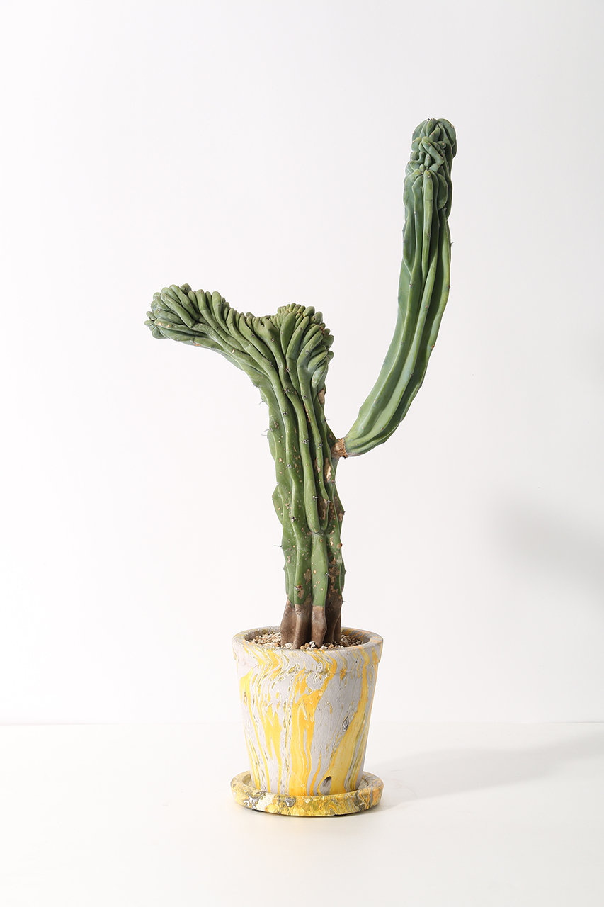 the Farm UNIVERSAL(ザ ファーム ユニバーサル)｜竜神木 石化 Lサイズ