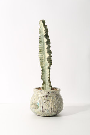 ユーフォルビア・アマック錦