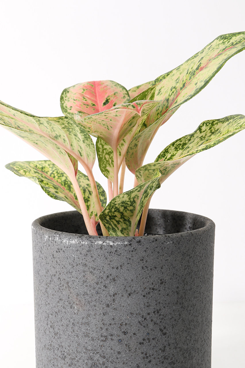 アグラオネマ ‘10カラット’ 大株 6号鉢／高さ60cm超・斑入り美株 アグラオネマ 10カラット | GREEN LUCK