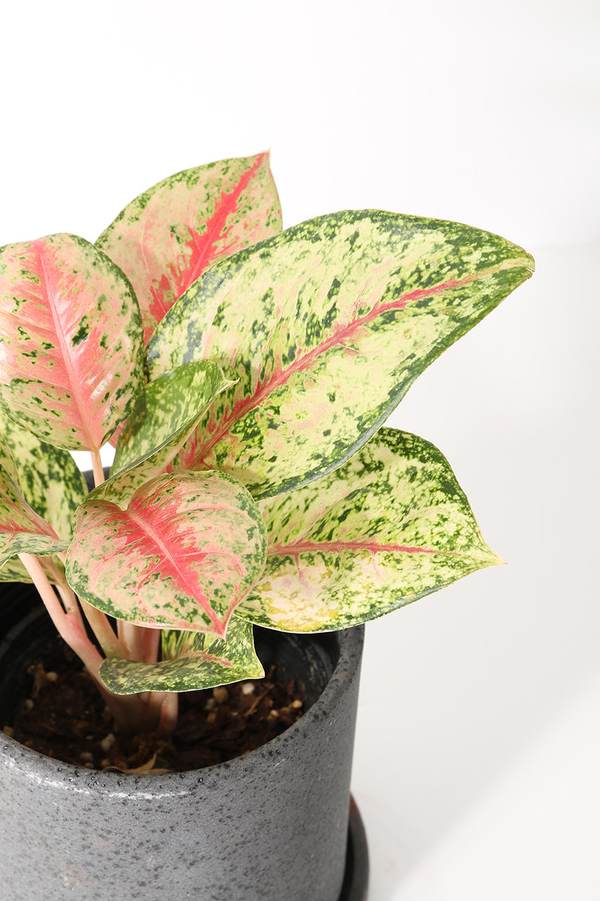 アグラオネマ ‘10カラット’ 大株 6号鉢／高さ60cm超・斑入り美株 the Farm UNIVERSAL(ザ ファーム ユニバーサル)｜アグラオネマ・10