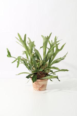 ビカクシダ・ネザーランズ