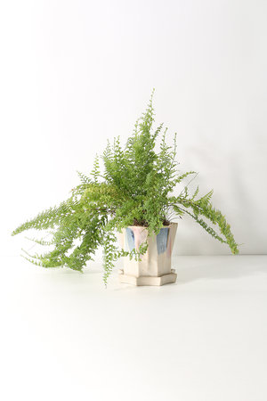 ザ ファーム ユニバーサル/the Farm UNIVERSALのネフロレピス・フラッフィーラッフルズ(510600/510607)