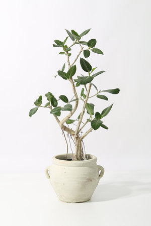 ザ ファーム ユニバーサル/the Farm UNIVERSALのフィカス・ベンガレンシス A(510600/510607)