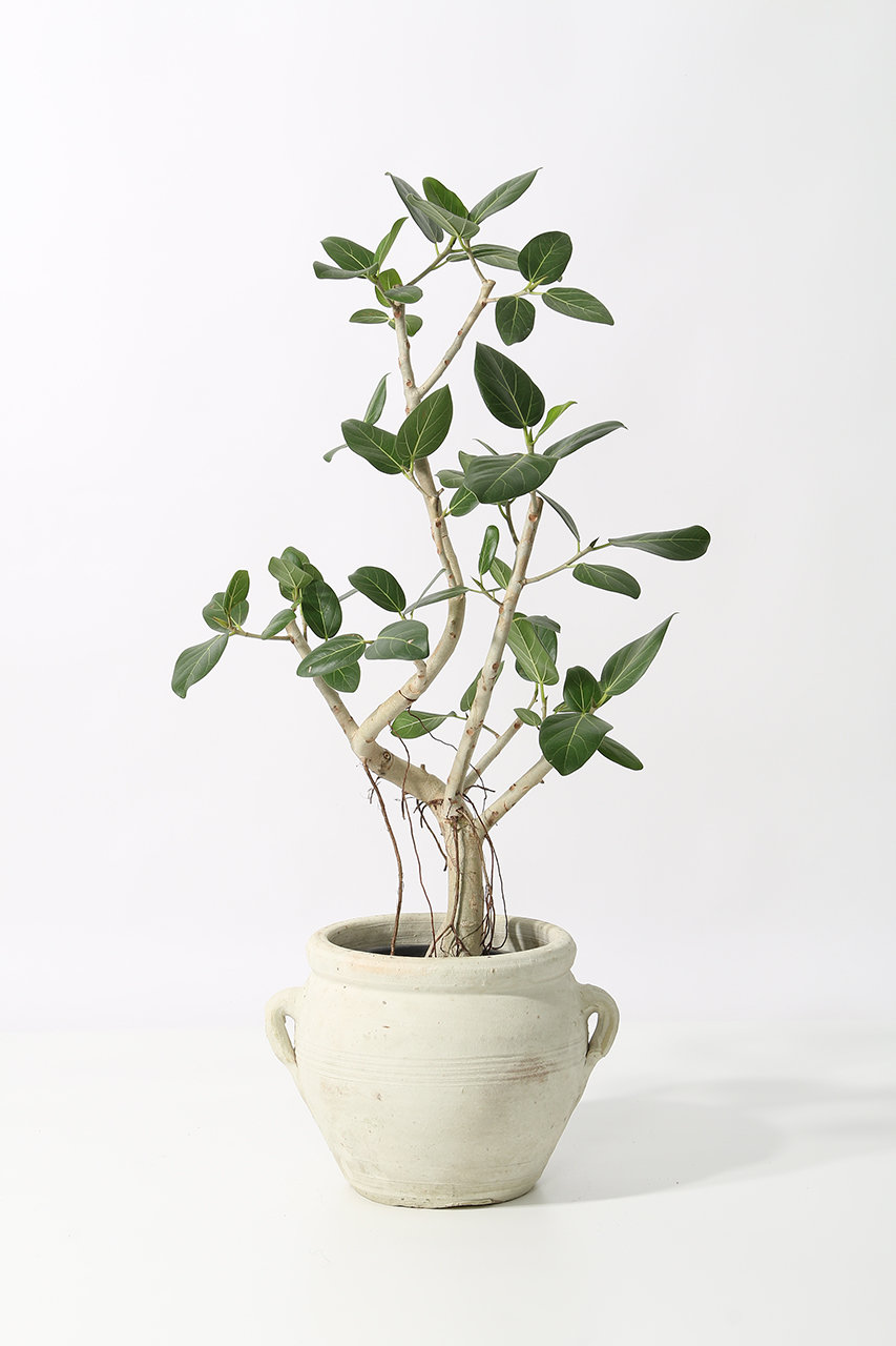 ザ ファーム ユニバーサル/the Farm UNIVERSALのフィカス・ベンガレンシス A(-/-)