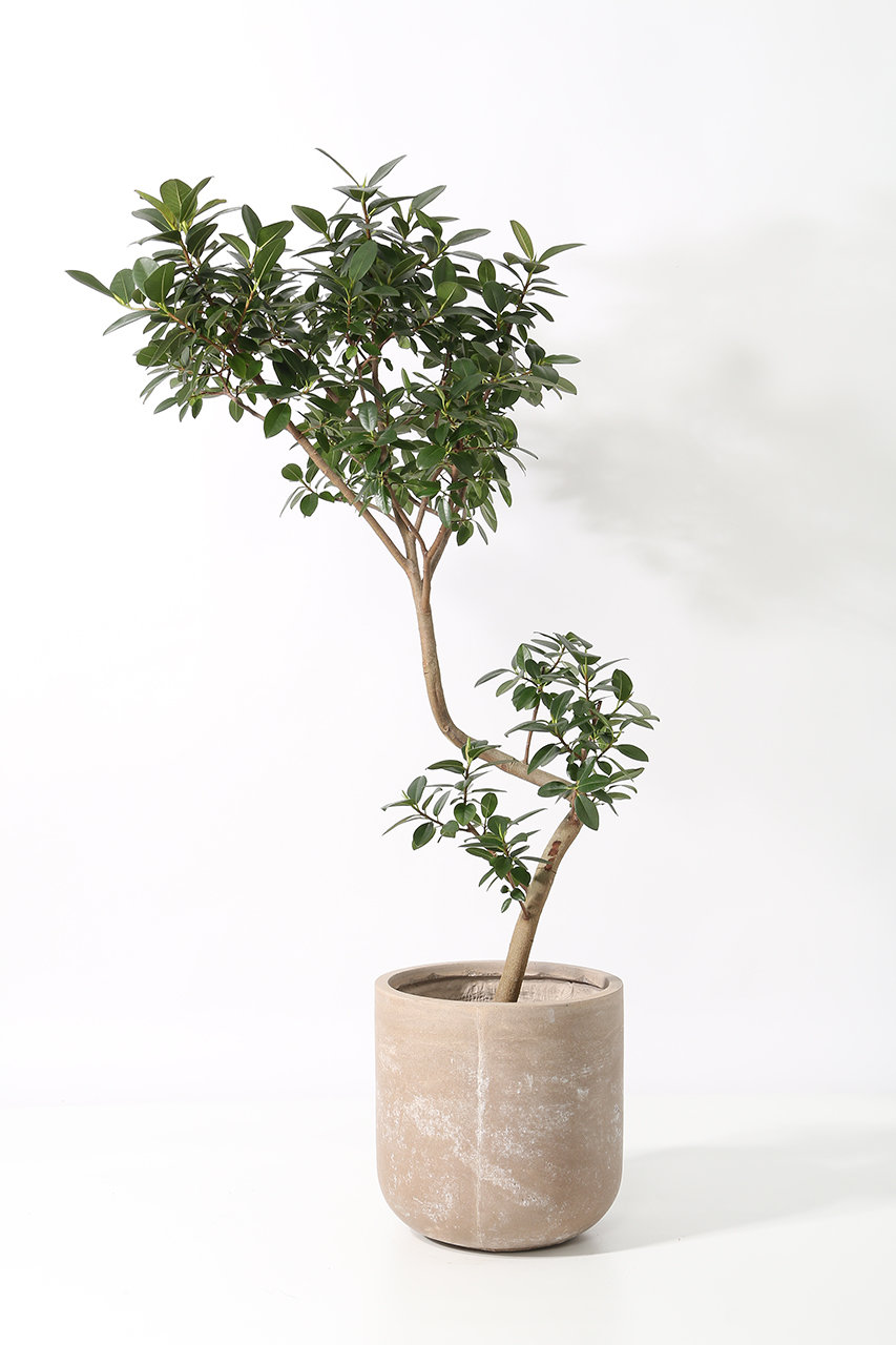 ザ ファーム ユニバーサル/the Farm UNIVERSALのフランスゴム（フィカス・ルビギノーサ）(-/-)