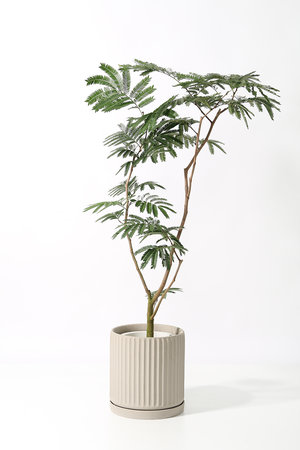 ザ ファーム ユニバーサル/the Farm UNIVERSALのエバーフレッシュ(510600/510607)