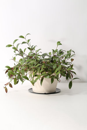 ザ ファーム ユニバーサル/the Farm UNIVERSALのエスキナンサス・マルモラタス(510600/510607)