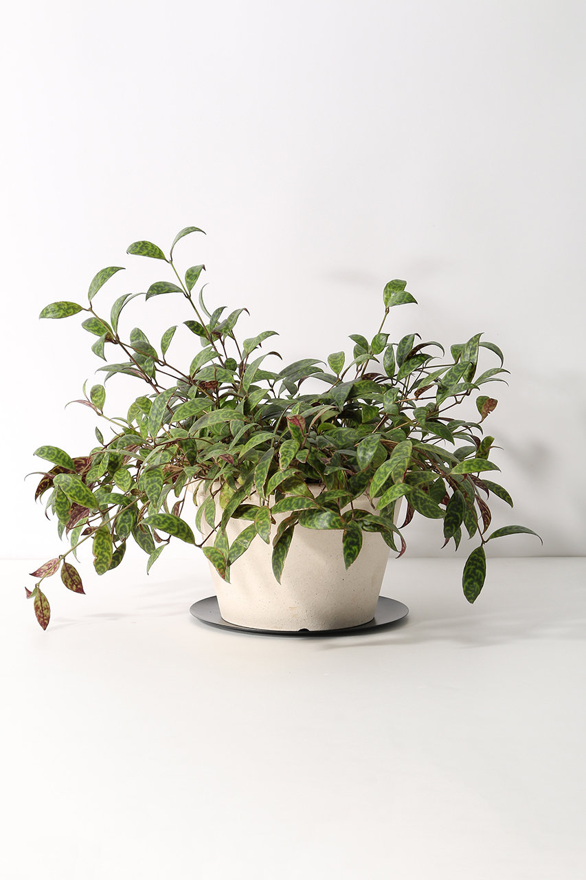 ザ ファーム ユニバーサル/the Farm UNIVERSALのエスキナンサス・マルモラタス(-/-)