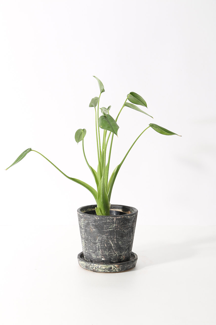 アロカシア　タイニーダンサー確認用 the Farm UNIVERSAL(ザ ファーム ユニバーサル)｜アロカシア・タイニー