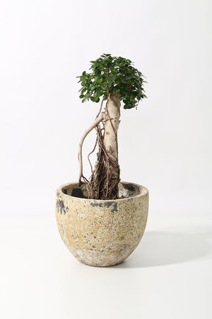 ザ ファーム ユニバーサル/the Farm UNIVERSALのパンダガジュマル　接木(510600/510607)