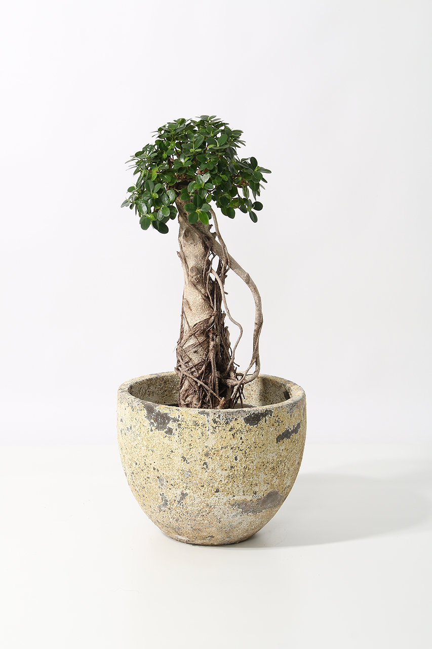 the Farm UNIVERSAL(ザ ファーム ユニバーサル)｜パンダガジュマル