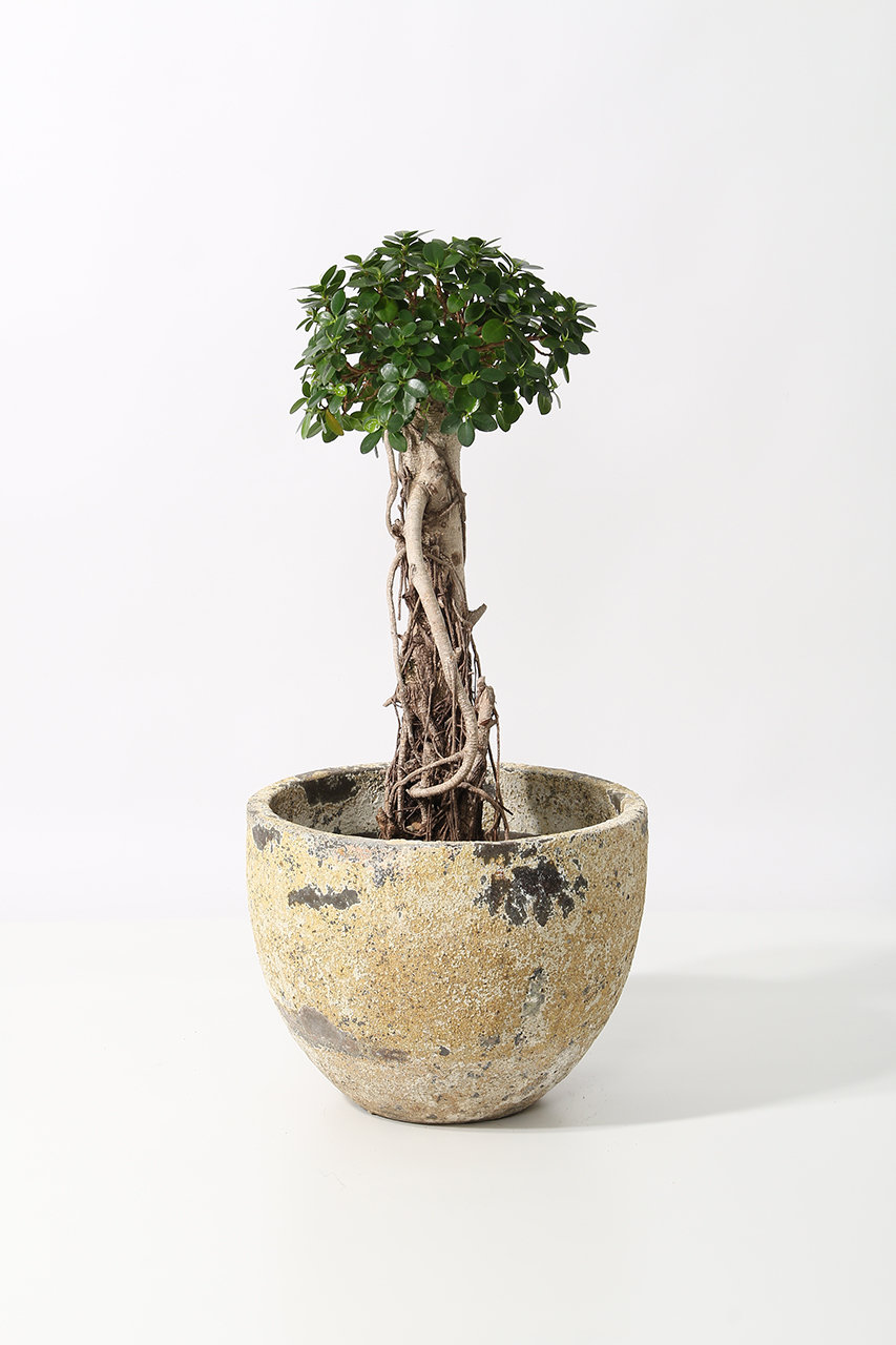 the Farm UNIVERSAL(ザ ファーム ユニバーサル)｜パンダガジュマル