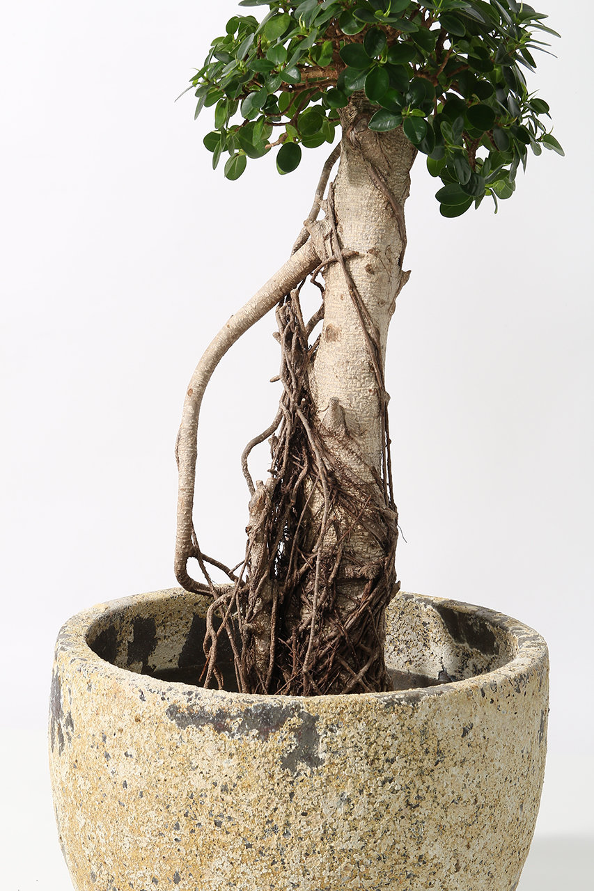 the Farm UNIVERSAL(ザ ファーム ユニバーサル)｜パンダガジュマル