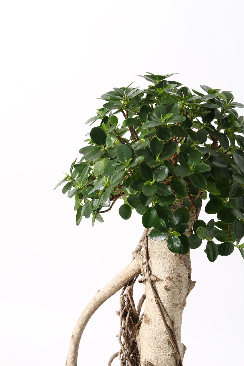 the Farm UNIVERSAL(ザ ファーム ユニバーサル)｜パンダガジュマル