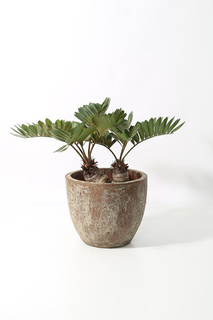 ザミア・プミラ