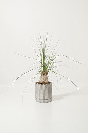 ザ ファーム ユニバーサル/the Farm UNIVERSALのボーカルネア・グラキリス