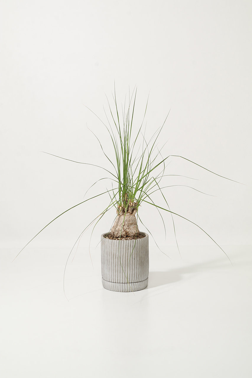 ザ ファーム ユニバーサル/the Farm UNIVERSALのボーカルネア・グラキリス(-/-)