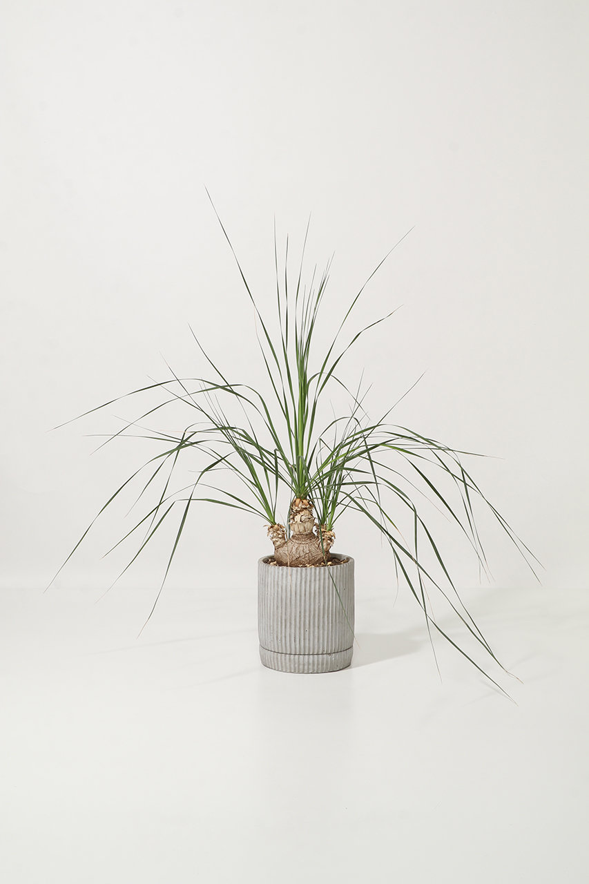 ザ ファーム ユニバーサル/the Farm UNIVERSALのボーカルネア・ストリクタ(-/-)